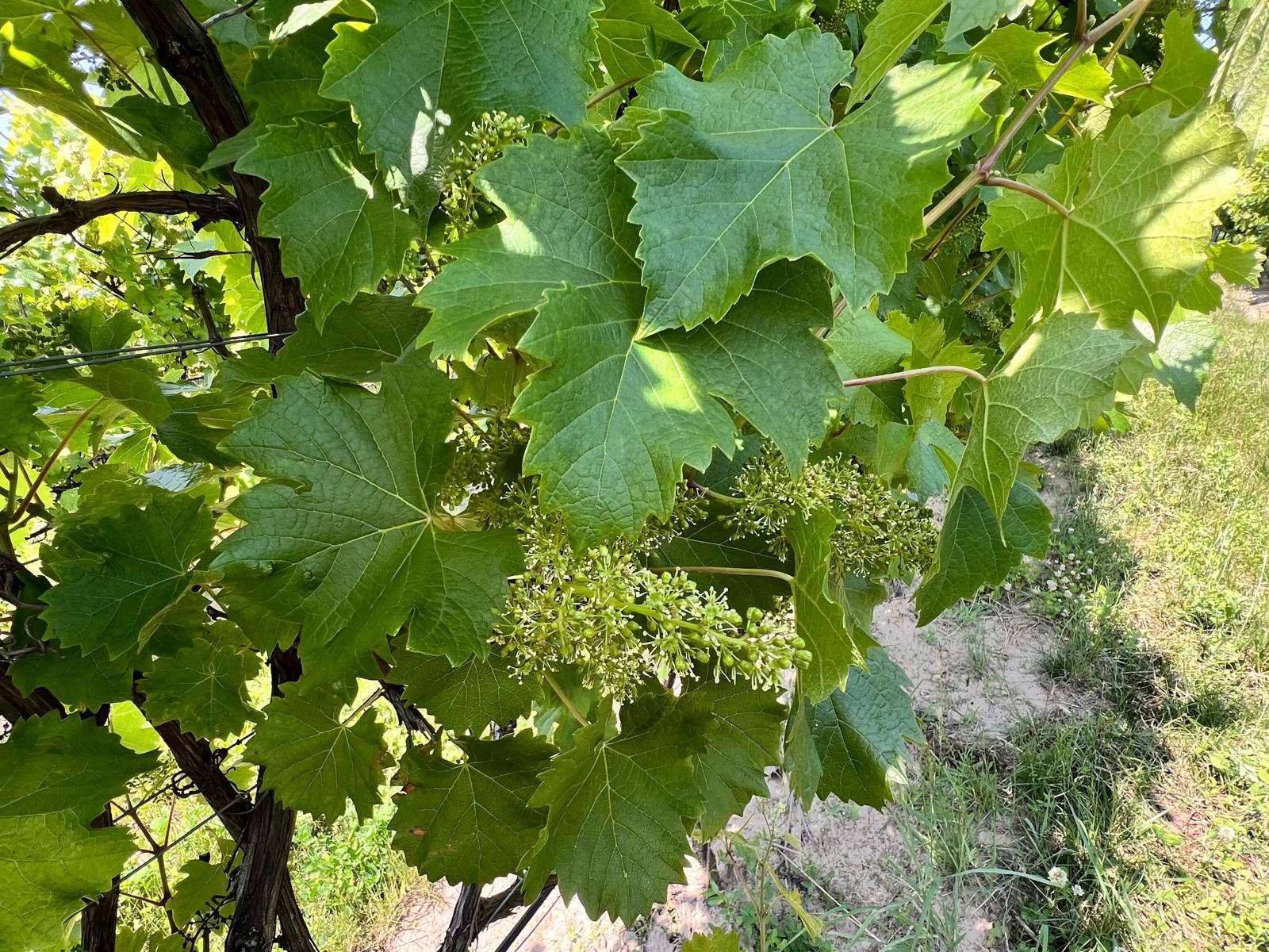 Sauvignac